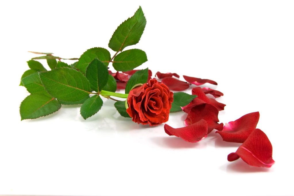 Rosas Rojas con Petalos Caidos Este ritual es muy efectivo, te recomiendo hacerlo si sientes la necesidad de abrir caminos en tu vida.