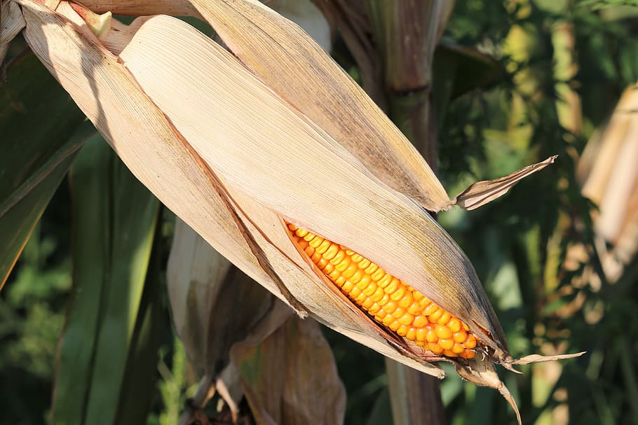 Aprovecha el poder milenario del maíz