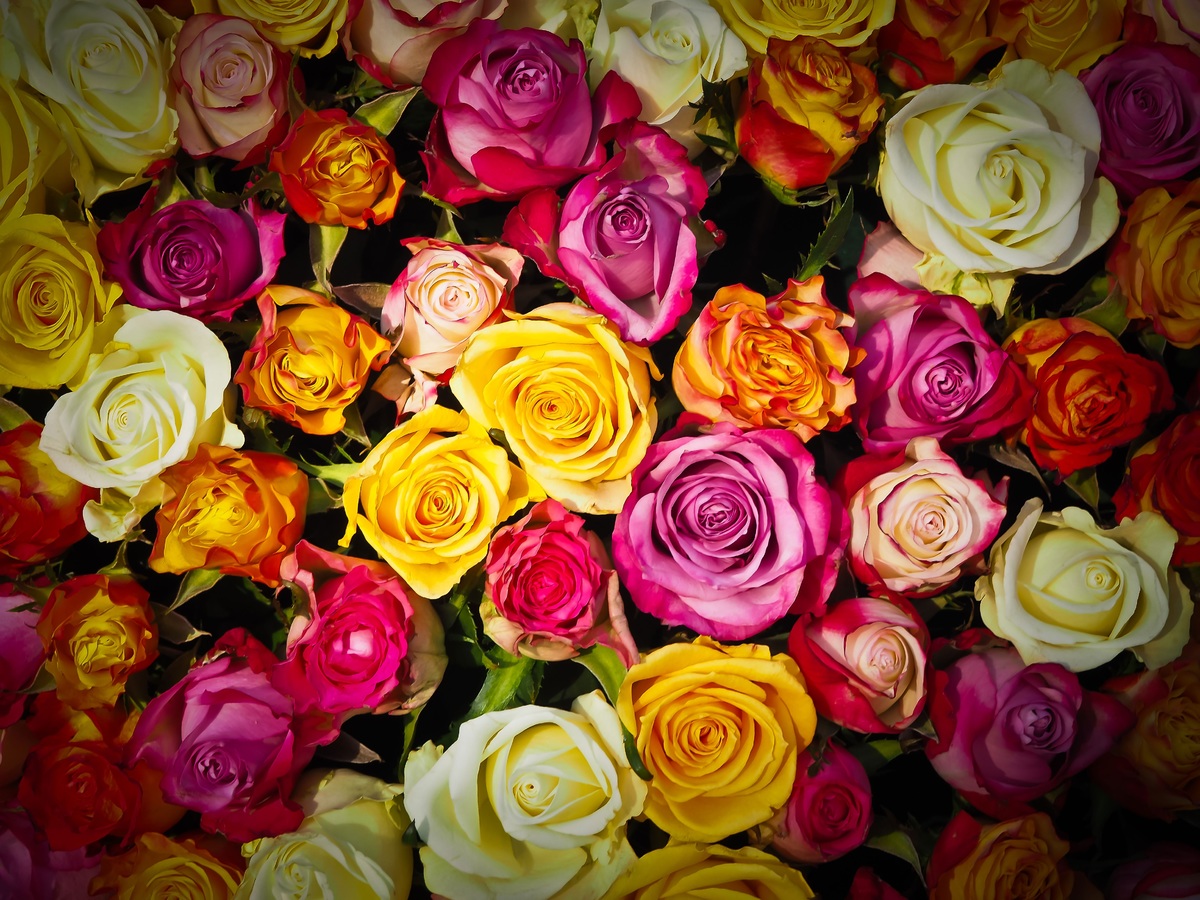 Este es el asombroso significado de las rosas según su color
