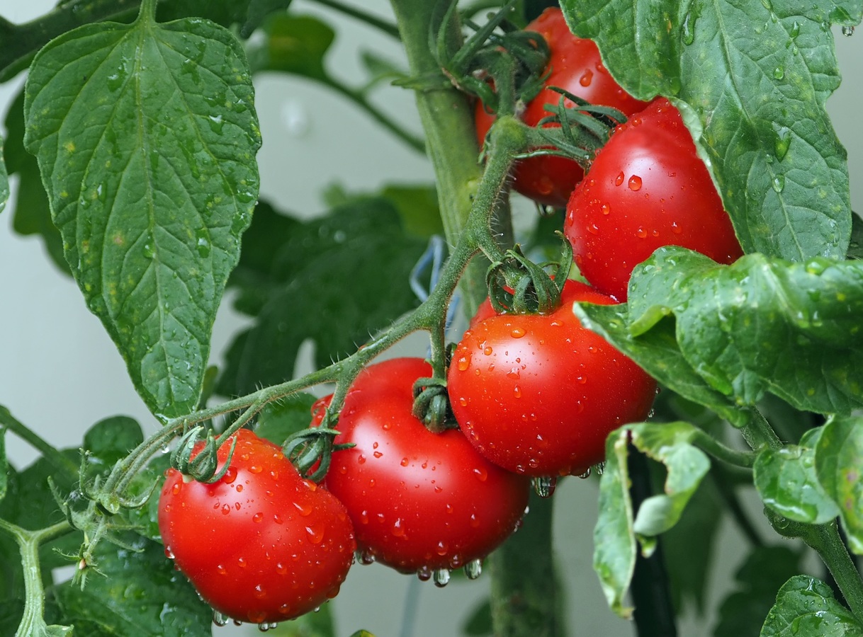Demuestra tu amor gracias a las increíbles propiedades del tomate
