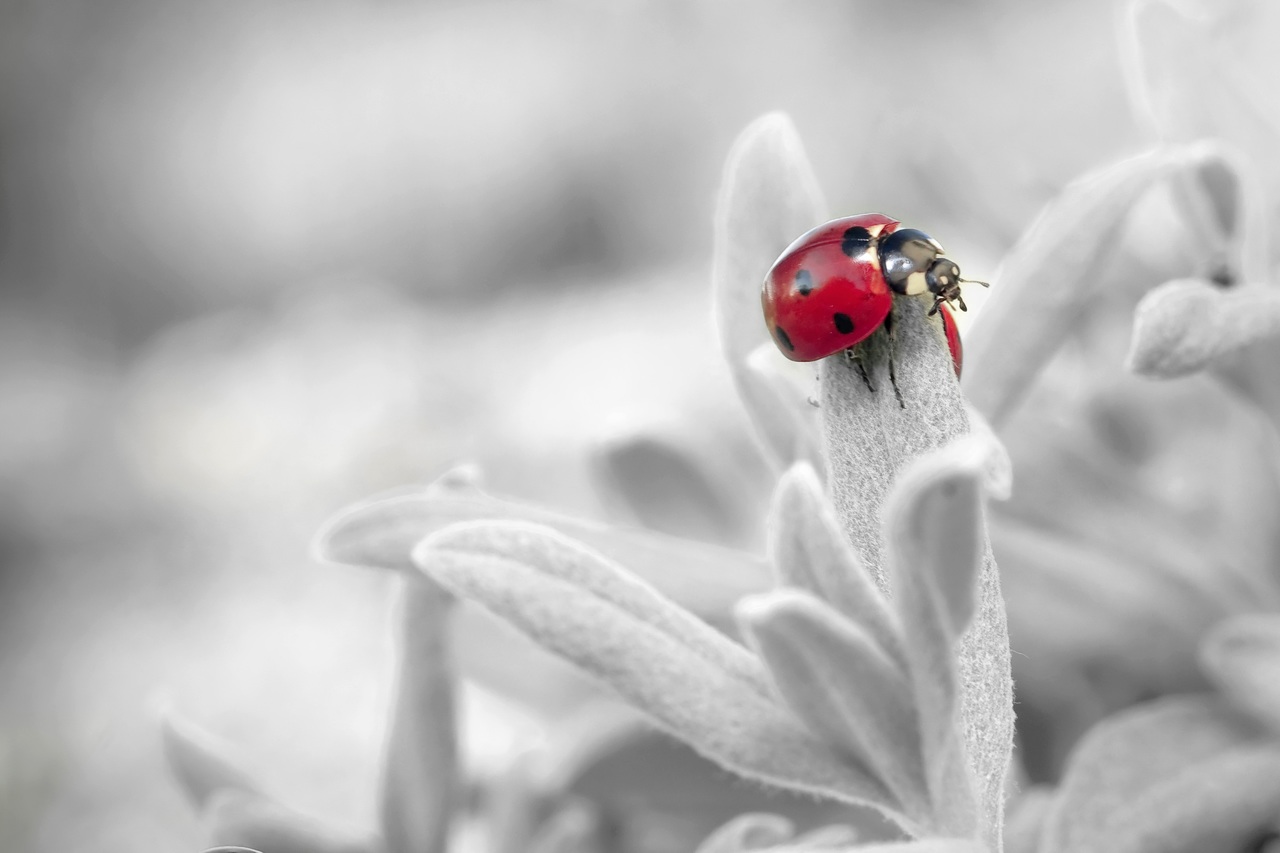 Descubre las maravillosos beneficios de combinar el color blanco y rojo