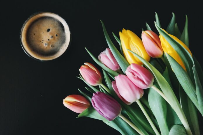 Los tulipanes y el increíble significado de sus colores