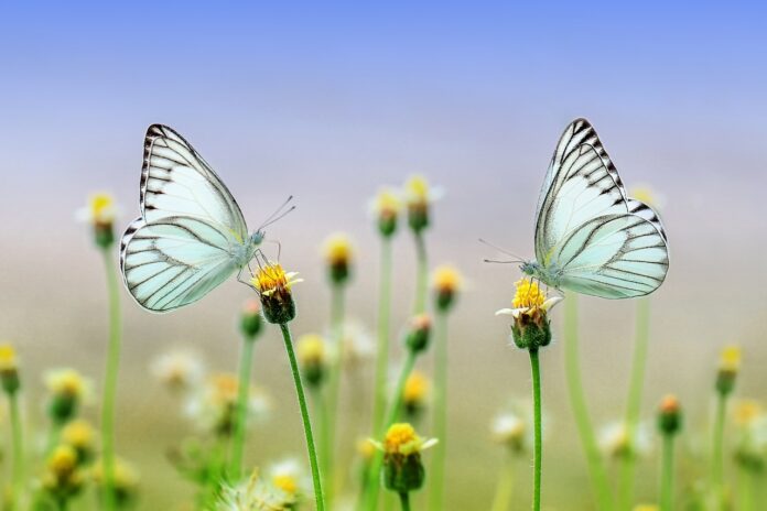Este es el significado espiritual de las mariposas ¡Te sorprenderás!
