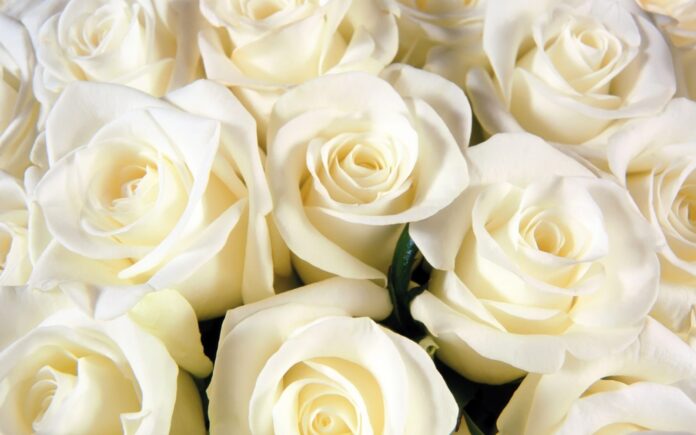 ¿Tu deseo de Año Nuevo es encontrar el amor? Este baño de rosas blancas te ayudará