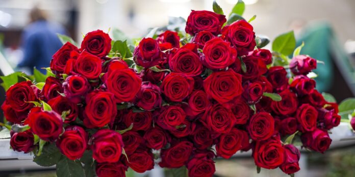 Descubre el gran poder y significado que las rosas tienen para tu vida