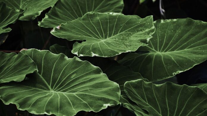 Estas son las características energéticas de las plantas según la forma de sus hojas