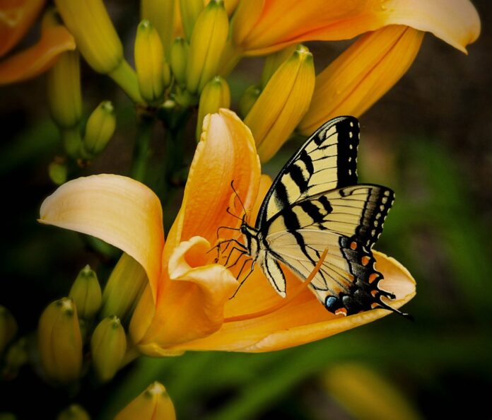 Mariposa, símbolo de transformación por excelencia