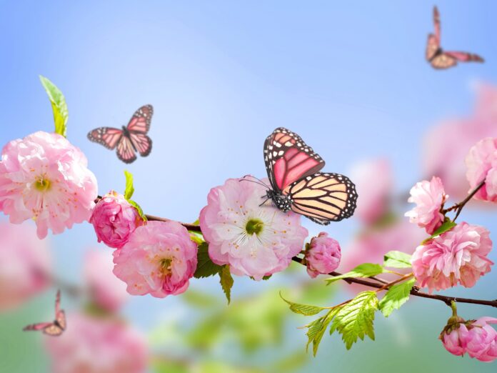 Gitana Perla te dice cuál será tu flor durante la primavera según tu signo