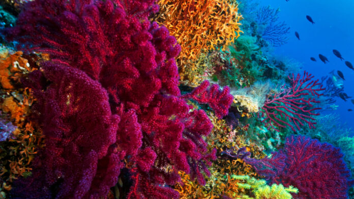 Descubre el increíble poder del coral y usas diferentes tipos