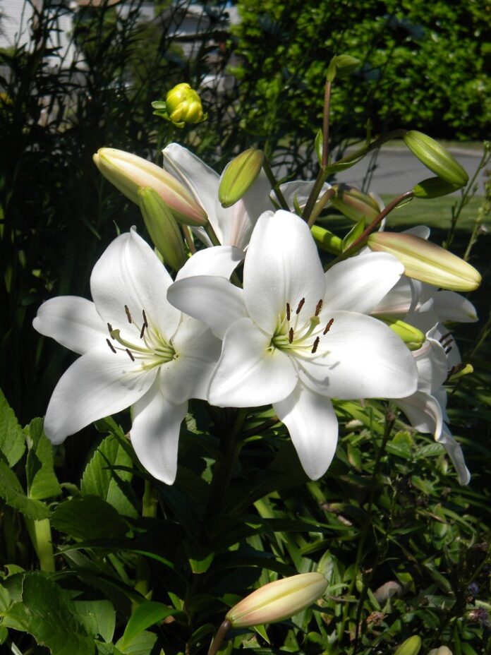 ¿Sabes cuáles son las flores de semana santa?