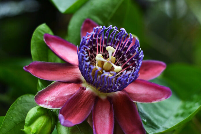 Las maravillosas propiedades de la passiflora