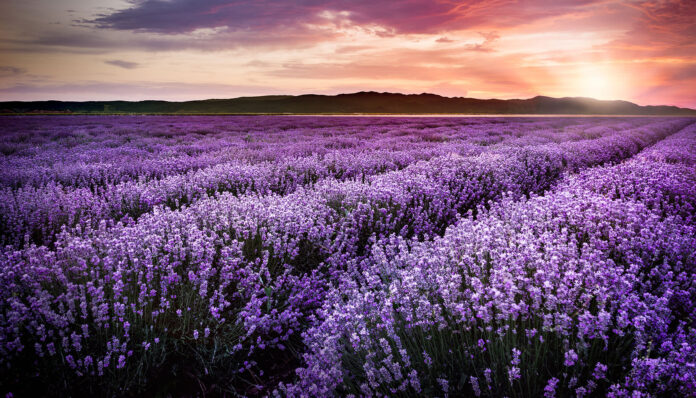 Este es el maravilloso significado e historia del color violeta