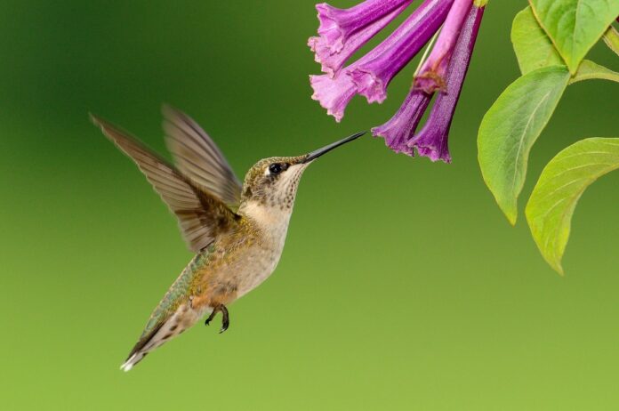 El colibrí, una ave mística y mágica