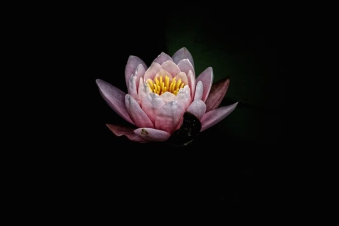 Símbolo de espiritualidad y crecimiento: la flor de loto