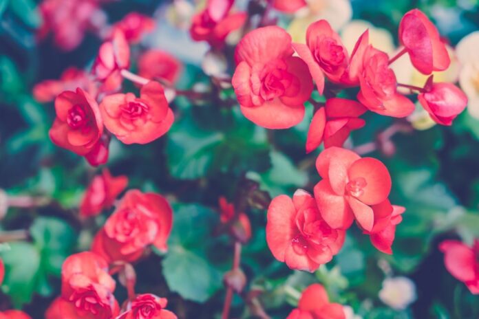 Red and yellow Beautiful Orchid . vintage pastel tones