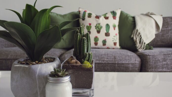 Descubre los increíbles beneficios de tener cactus en tu casa