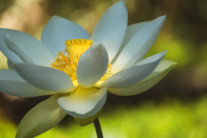 Aprende de la flor de loto y tú también busca tu propia luz
