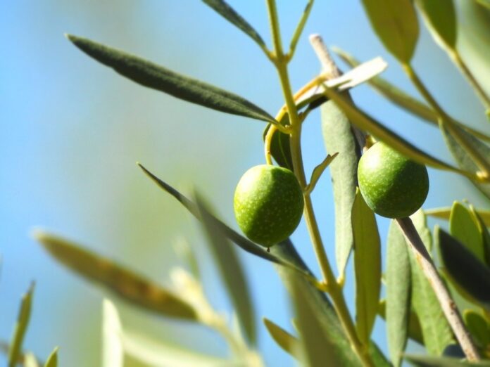 Estos son los usos y propiedades del olivo que no conocías