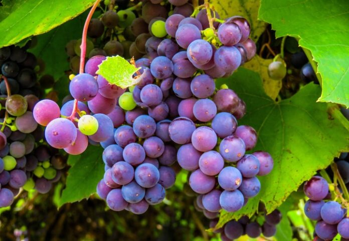 Uvas: fruto mágico y delicioso