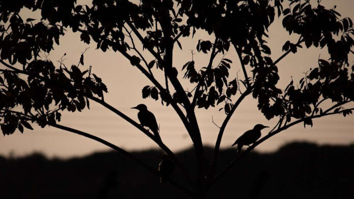 Pájaros cantan de noche: significado