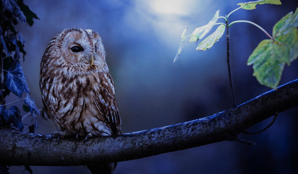 Cantos de aves y sus significados cuando el tecolote canta, el indio muere